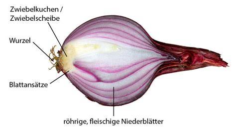 Botanik der Küchenzwiebel