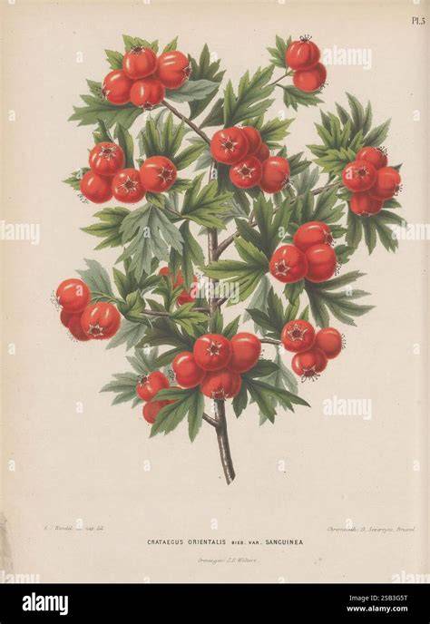 Botanische Darstellung der Goji-Beere