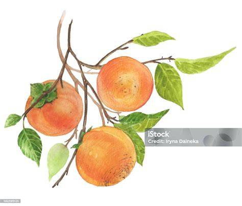 Botanische Darstellung des Kakibaums
