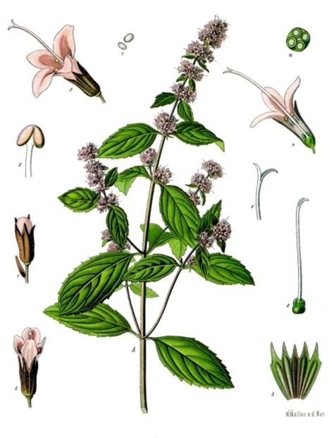 Botanische Illustration: Mentha x piperita 'Chocolate' mit Blättern und Blüten