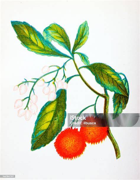 Botanische Illustration Erdbeerbaum