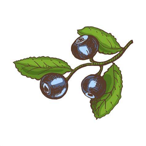 Botanische Illustration des Schwarzen Zucker-Ahorns