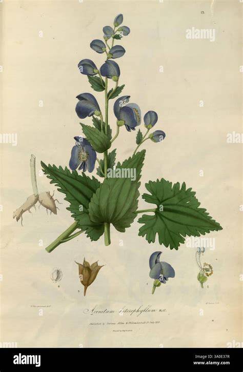 Botanische Illustration und Blüten des Blauen Eisenhuts