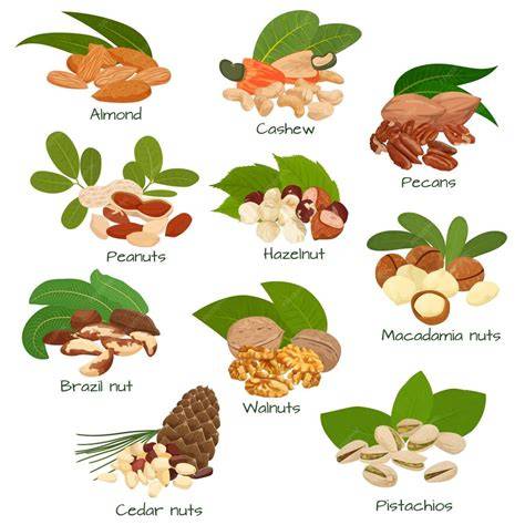 Botanische Klassifikation von Erdnüssen vs. Mandeln und Haselnüssen