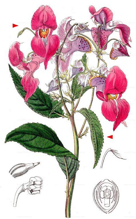 Botanische Zeichnung Drüsiges Springkraut