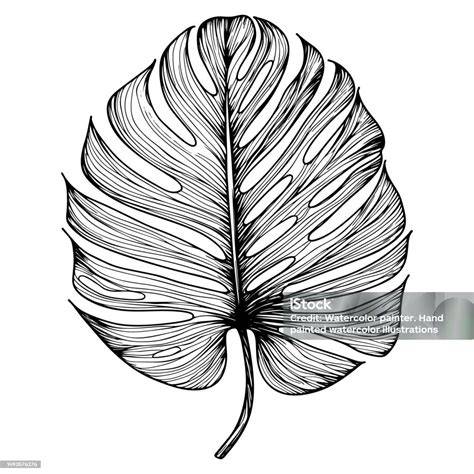 Botanische Zeichnung des Schwarzen Nachtschattens