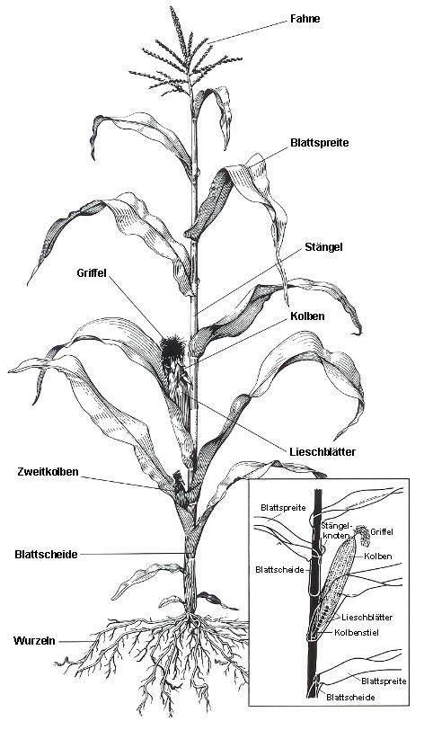 Botanischer Aufbau der Maispflanze mit Geschlechtsblüten