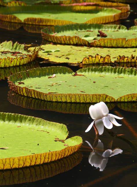 Botanischer Garten von Pamplemousses