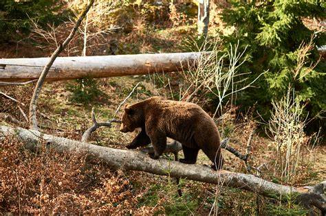 Braunbär an einem Bienenstock in freier Wildbahn