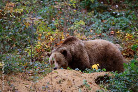 Braunbär vor Bienenstock im Wald