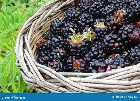 Brombeeren frisch geerntet im Korb