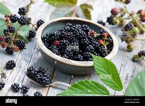 Brombeeren frisch geerntet in einer Schale