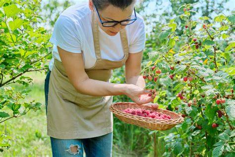 Brombeeren pflücken im Sommer, Ideensammlung für Kombinationen