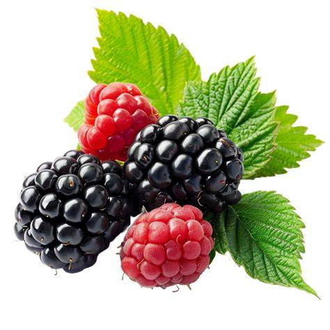 Brombeeren und Vanilleschote auf Schneidebrett