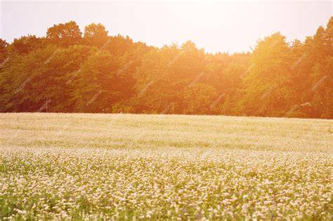 Buchweizenfeld in Blüte