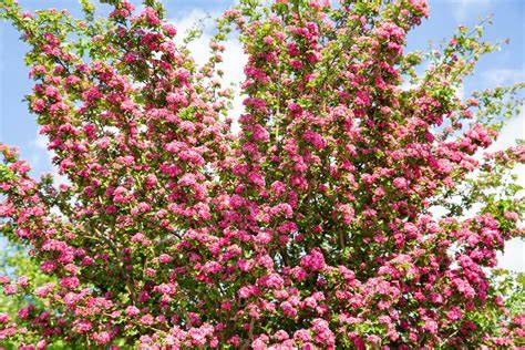 Buchweizenfeld mit blühenden rosa-weißen Blüten