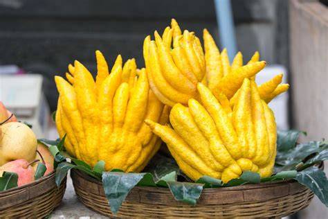 Buddhas Hand Frucht auf Ast