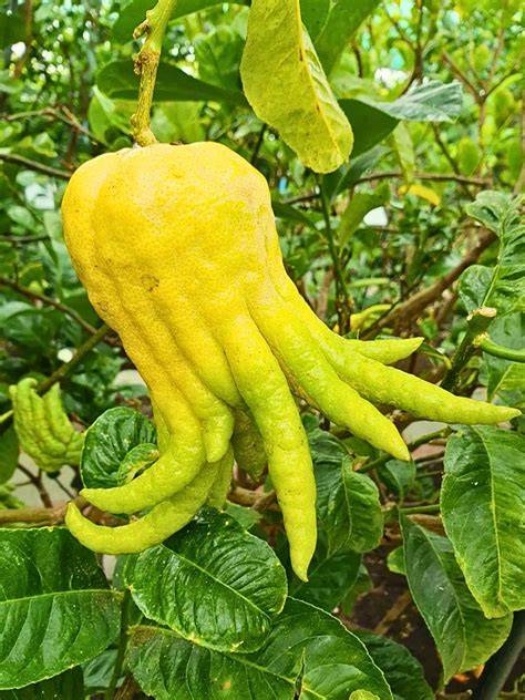 Buddhas Hand am Zitrusstrauch
