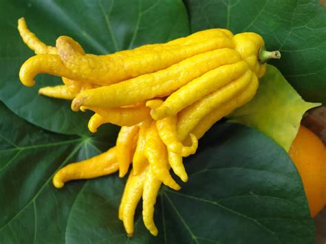 Buddhas Hand dünn auf Jakobsmuschel