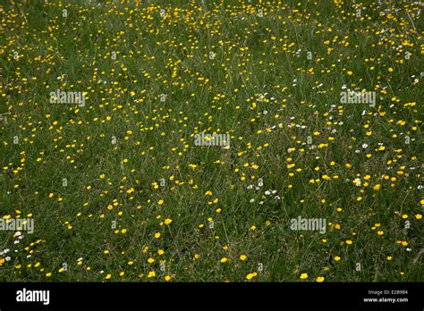 Bunte Butterblumen auf Backpapier gespritzt