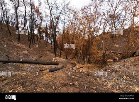 Burned rainforest und Leatherwood-Bäume nach Buschfeuern