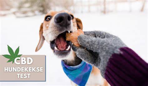 CBD-Hundekekse und deren Wirkung erläutert an einer Infografik