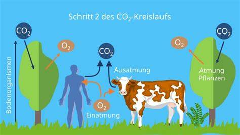 CO2-Kreislauf und Wirkung in Erfrischungsgetränken