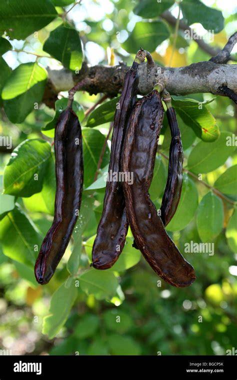 Carob Früchte am Johannisbrotbaum