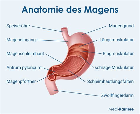 Casein-Moleküle und ihre langsame Freisetzung im Magen