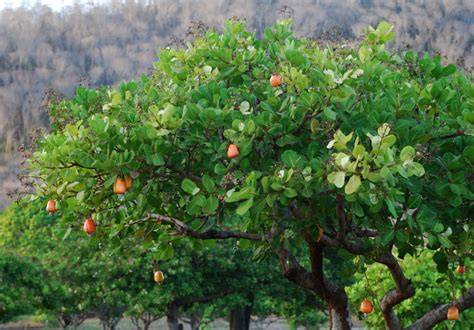Cashewbaum mit Cashewäpfeln und Kernen