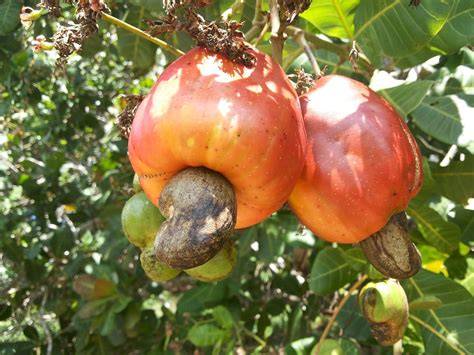 Cashewkerne über Kuchen gestreut