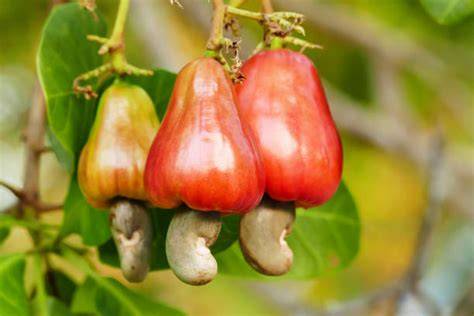 Cashewnuss: Frucht und Nuss Infografik