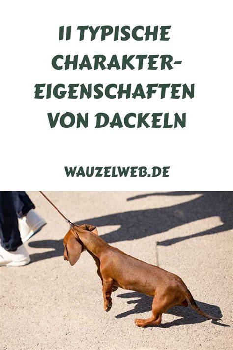 Charakter und Verhalten: Typische Eigenschaften des Zwergdackels