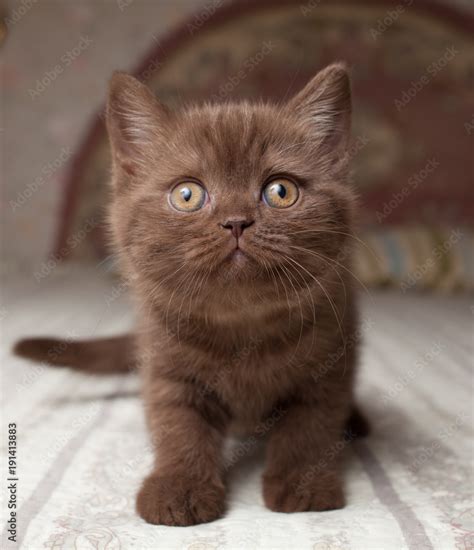 Charakterzüge Britisch Kurzhaar Schoko Kitten