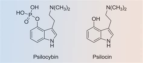 Chemische Struktur und Wirkung von Psilocybin/Psilocin