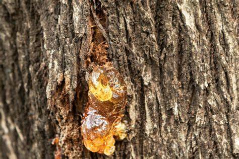 Chicle Baumharz und Zutaten (Glycerin, Glukosesirup)