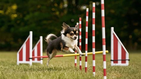 Chihuahua beim Agility-Training