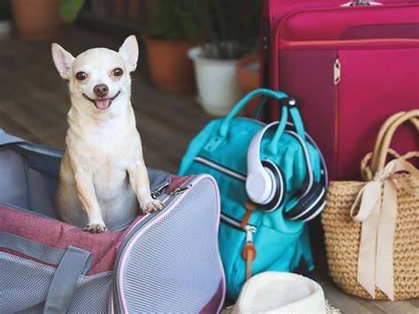 Chihuahua in der Handtasche auf Reisen