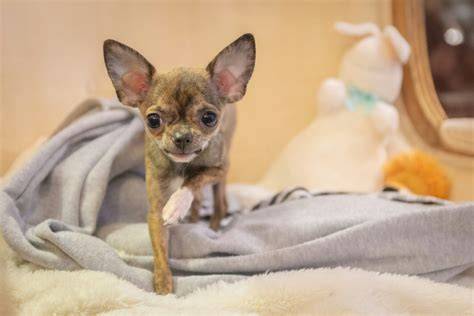 Chihuahua schokobraun im Porträt