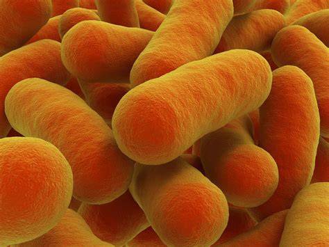 Clostridium botulinum Bakterium und Honig