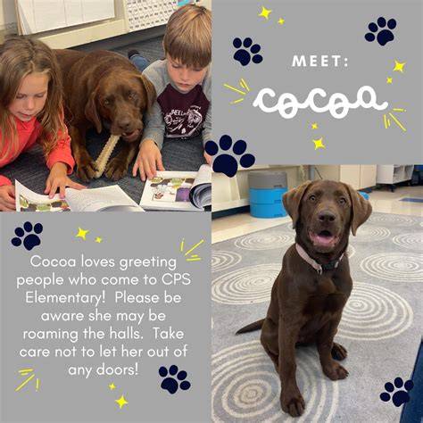 Cocoa for Schools - Bildungsprojekt (Themenbild)