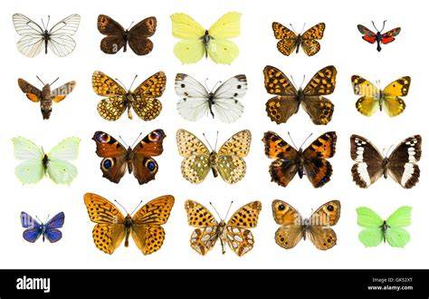 Collage verschiedener Honig-Hähnchen Variationen