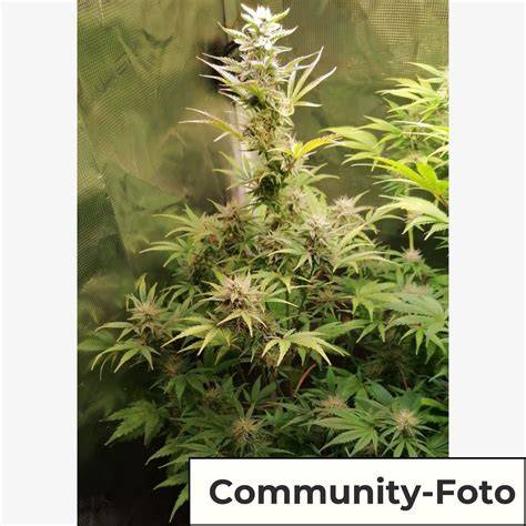 Cookies Gelato Auto im Trocknungsraum