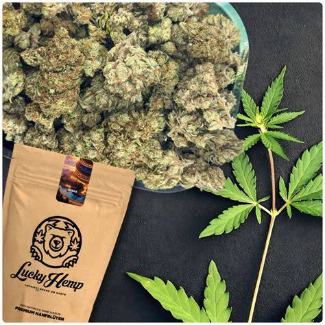 Cookies Gelato Buds: dichte, harzige Blüten