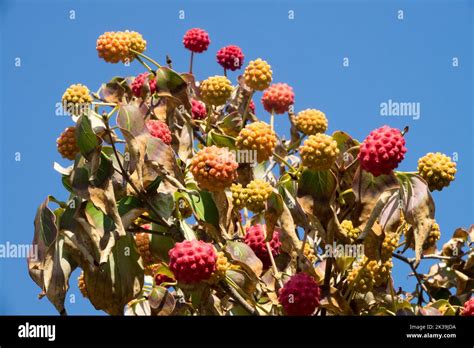 Cornus kousa Früchte am Zweig