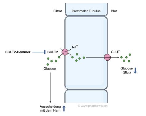 Dapagliflozin SGLT-2 Wirkmechanismus schematisch