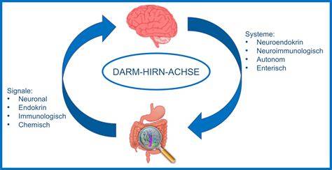Darm-Hirn-Achse: Informationsaustausch zwischen Darmmikrobiom und Gehirn