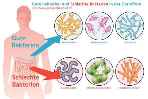 Darmflora: Gute und schlechte Bakterien im menschlichen Darm
