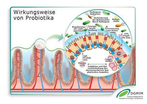 Darmmikrobiom und Zuckerregulation (schematische Darstellung)