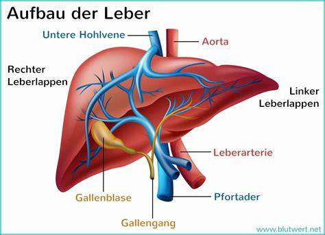 Darstellung der Leber als Stoffwechselzentrale und ihre Verknüpfung zu anderen Organen